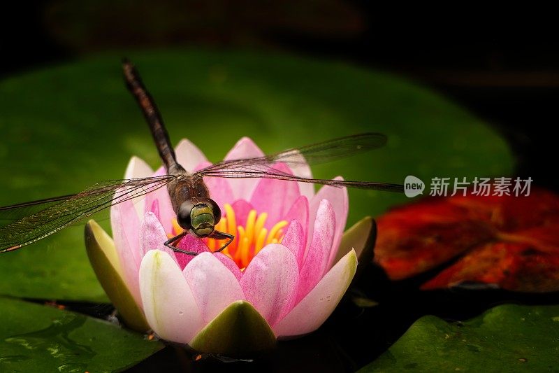 在池塘。一只蜻蜓栖息在Hardy Nymphaea Escarboucle上。巴伐利亚,德国